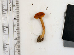 Lactarius subserifluus