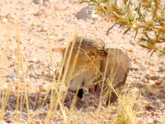 Chersomanes albofasciata barlowi