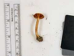 Lactarius subserifluus
