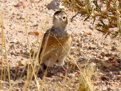Chersomanes albofasciata barlowi