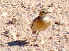 Chersomanes albofasciata barlowi