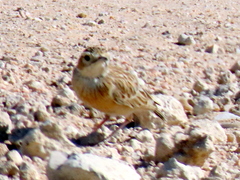 Chersomanes albofasciata barlowi
