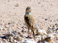 Chersomanes albofasciata barlowi