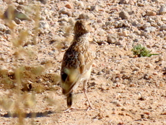 Chersomanes albofasciata barlowi