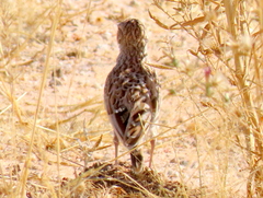 Chersomanes albofasciata barlowi