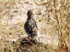 Chersomanes albofasciata barlowi