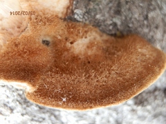 Coriolopsis gallica image