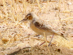 Chersomanes albofasciata barlowi