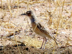 Chersomanes albofasciata barlowi