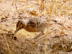 Chersomanes albofasciata barlowi