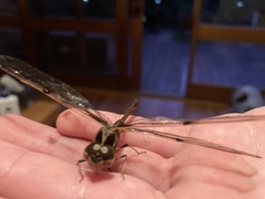 Telephlebia godeffroyi