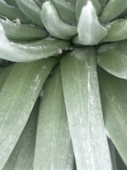 Nesosydne argyroxiphium