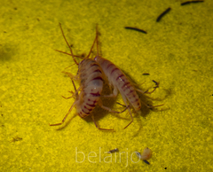 Arcitalitrus sylvaticus