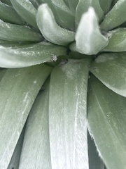 Nesosydne argyroxiphium