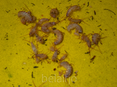 Arcitalitrus sylvaticus