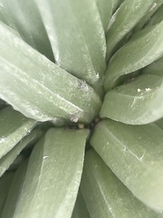 Nesosydne argyroxiphium