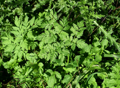 Anthriscus cerefolium