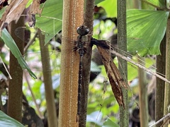 Gynacantha subinterrupta