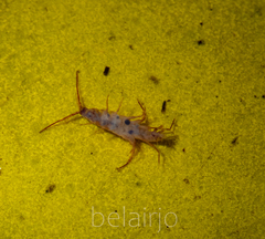 Arcitalitrus sylvaticus