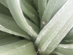 Nesosydne argyroxiphium