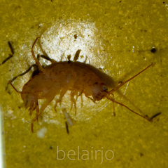 Arcitalitrus sylvaticus