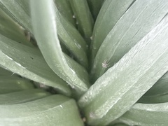 Nesosydne argyroxiphium