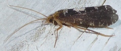 Polyplectropus