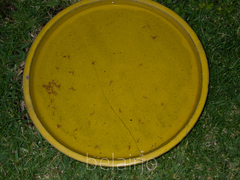 Arcitalitrus sylvaticus