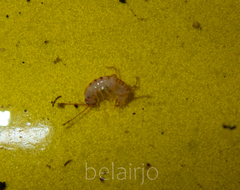 Arcitalitrus sylvaticus