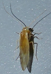Caeciliusidae