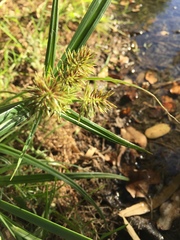 Cyperus congestus