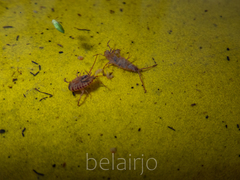 Arcitalitrus sylvaticus