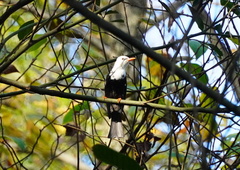 Hypsipetes leucocephalus