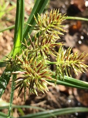 Cyperus congestus