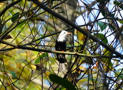 Hypsipetes leucocephalus