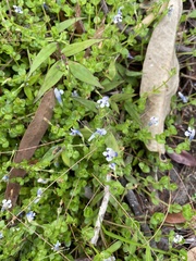 Lindernia rotundifolia