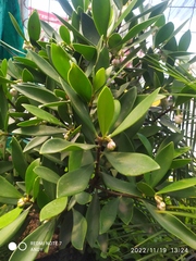 Laurelia sempervirens