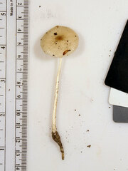 Oudemansiella limonispora