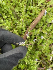Lindernia rotundifolia