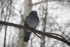 Columba livia domestica