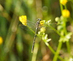 Austrogomphus guerini
