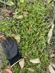 Lindernia rotundifolia