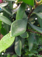 Laurelia sempervirens