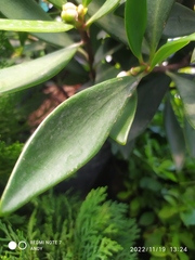 Laurelia sempervirens