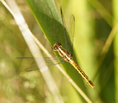 Diplacodes melanopsis