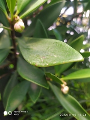 Laurelia sempervirens