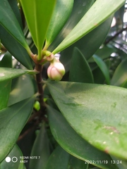 Laurelia sempervirens