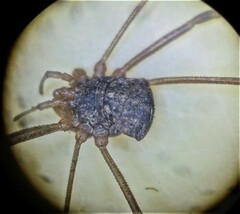 Opilio saxatilis