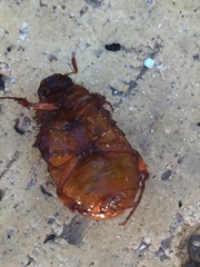 Melolonthinae