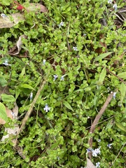 Lindernia rotundifolia